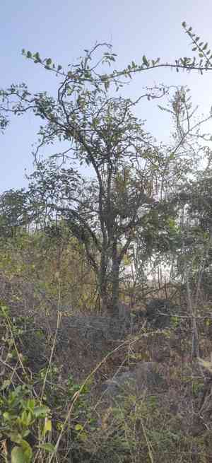 Cassias (Cassia)(Cassia)