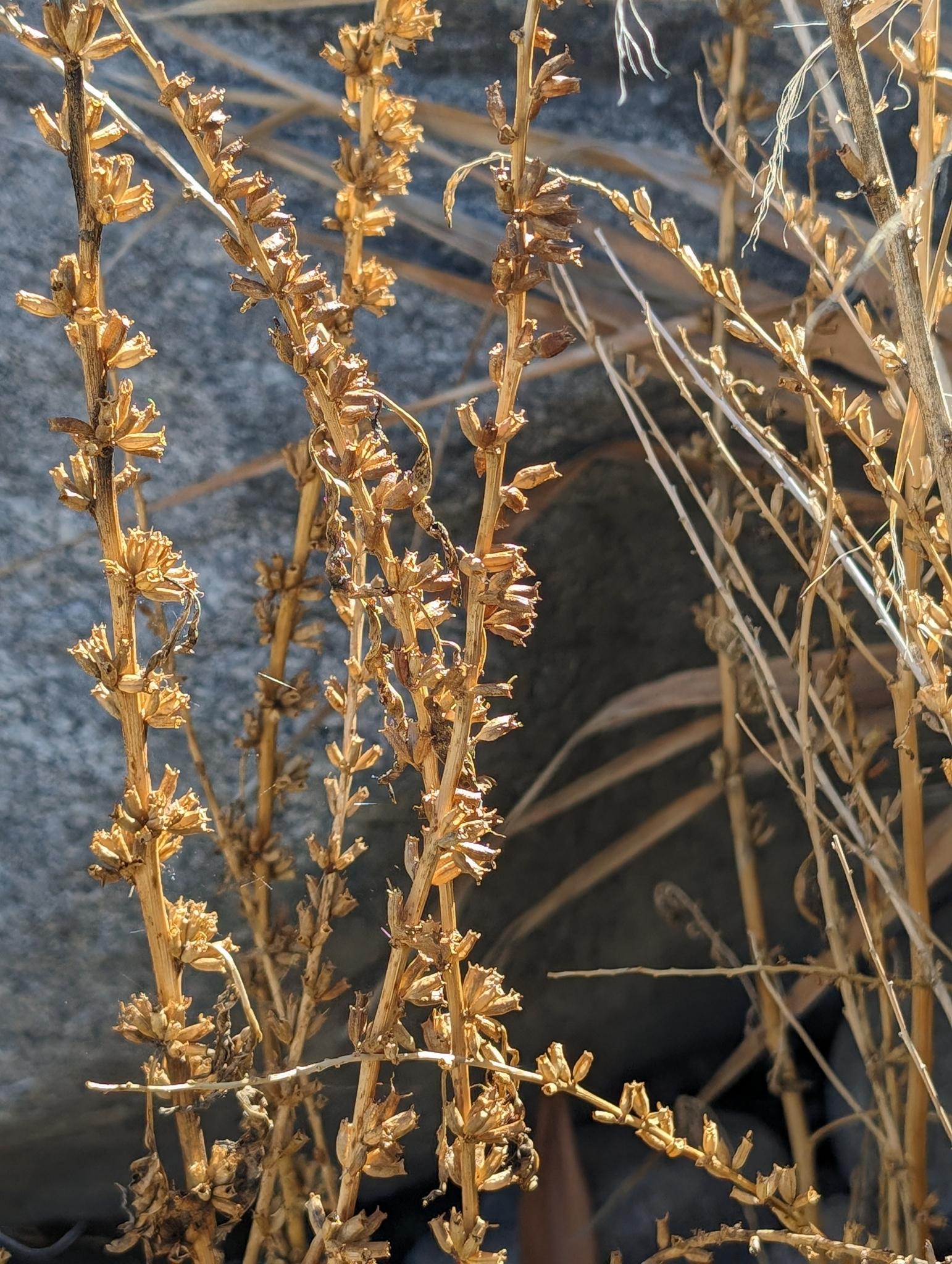 Datisca (Datisca) (Datisca) Care Guide: Pests, Diseases, Watering ...
