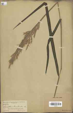 Short-beard plumegrass(Saccharum brevibarbe)