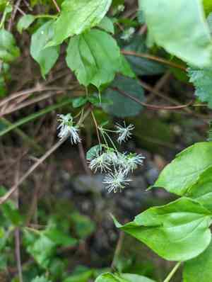 Snow-wreath (Neviusia)(Neviusia)