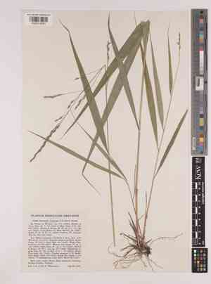 Blackseed ricegrass(Oryzopsis racemosa)