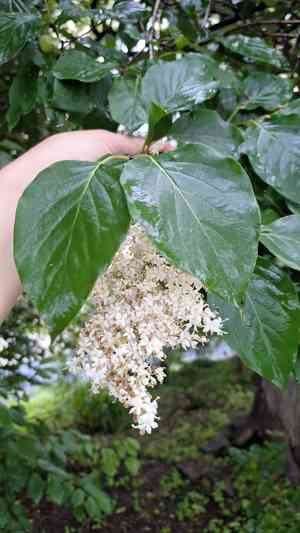 Syringa reticulata subsp. amurensis(Syringa reticulata subsp. amurensis)