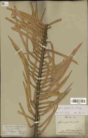 Cycas pectinata(Cycas pectinata)