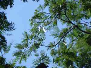 Cebil, Curupay, Angico(Anadenanthera colubrina)