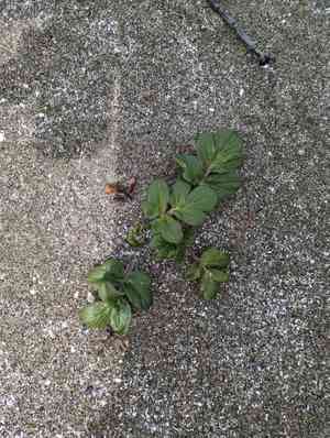 Beach Silvertop (Glehnia)(Glehnia)