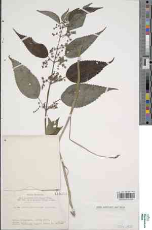 Pilea notata(Pilea notata)