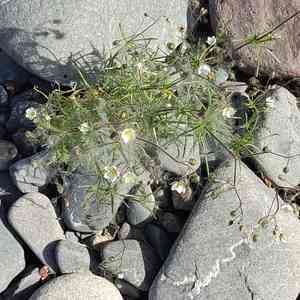 Spurrys (Spergula)(Spergula)