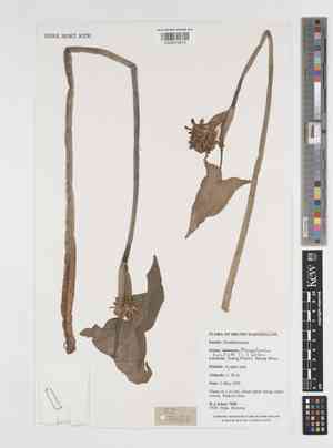 Leaf pondweed(Monochoria hastata)