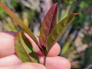 Sweetspire (Itea)(Itea)