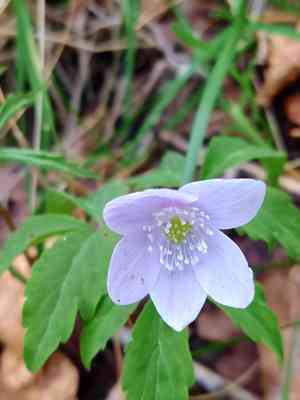 Three-leaved windflower(Anemone trifolia)