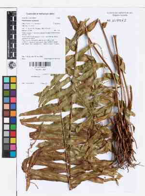 Kimberley queen fern(Nephrolepis obliterata)