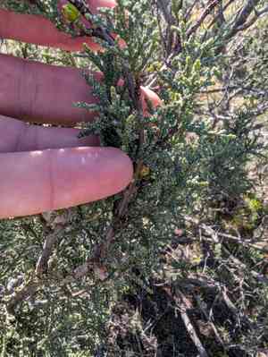 Shasta cypress(Cupressus macnabiana)