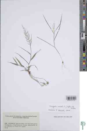 Japanese lovegrass(Eragrostis amabilis)
