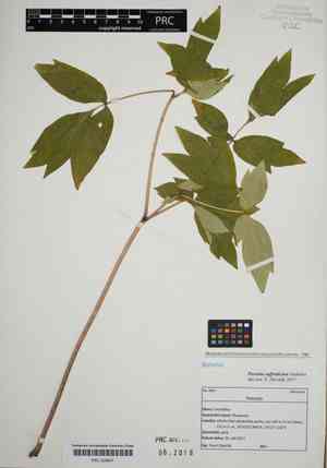 Tree peony(Paeonia suffruticosa)