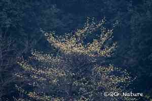 Chinese sassafras(Sassafras tzumu)