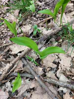 Lily of the valley (Convallaria)(Convallaria)
