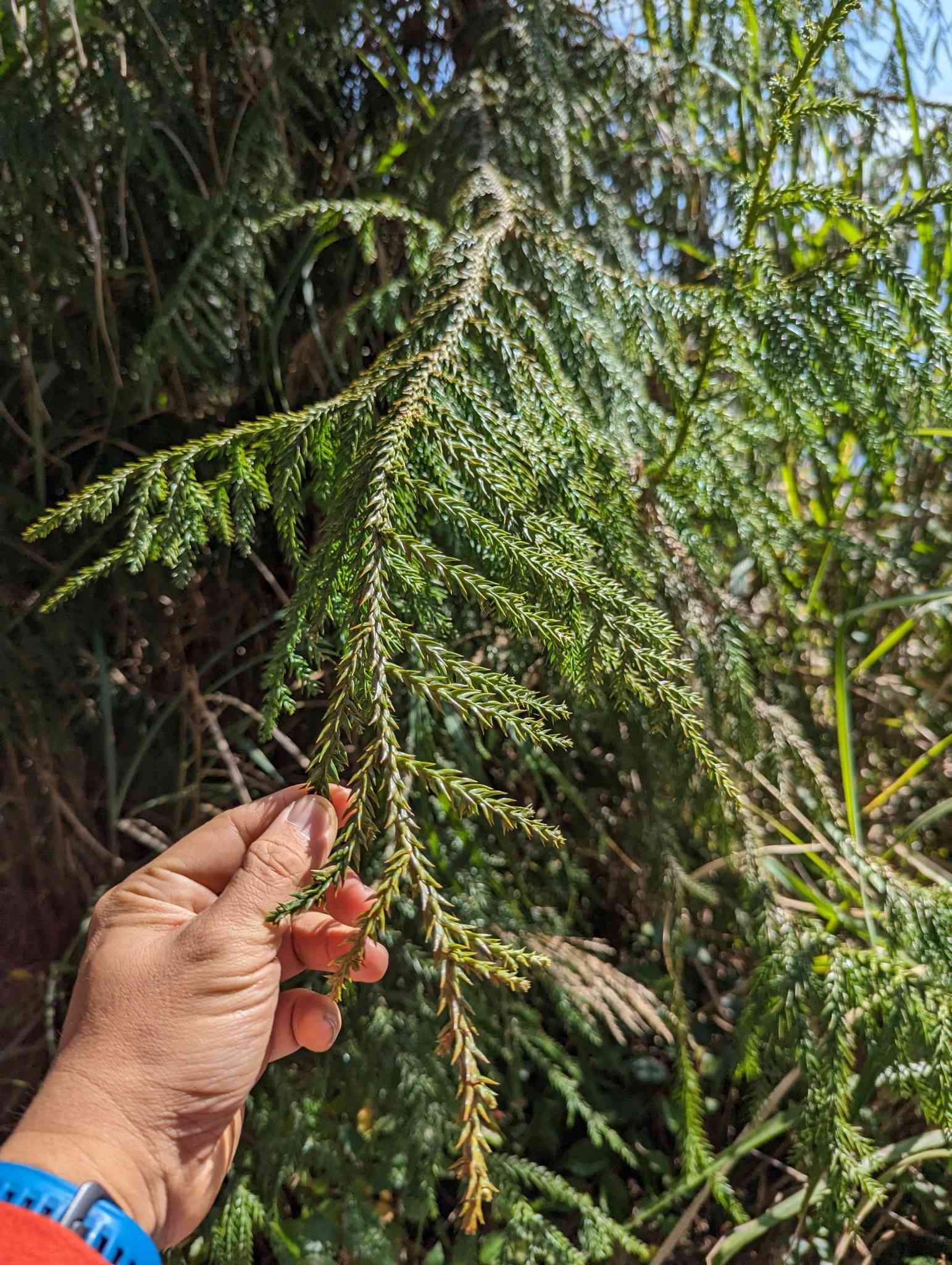 Chinese coffintree(Taiwania cryptomerioides)