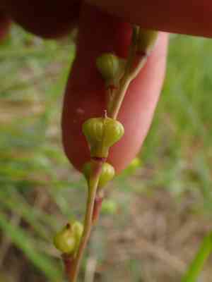Musk weeds (Myagrum)(Myagrum)