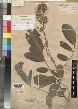 Greenheart(Lonchocarpus violaceus)