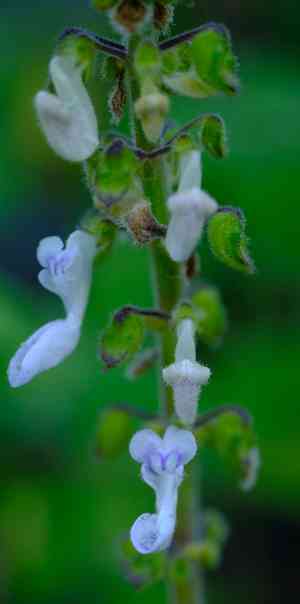 False Boldo, Plectranthus hadiensis(Coleus hadiensis)