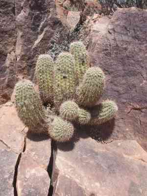 Pinkflower hedgehog cactus(Echinocereus bonkerae)