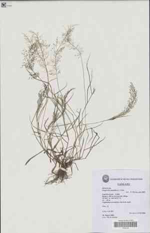 Japanese lovegrass(Eragrostis amabilis)