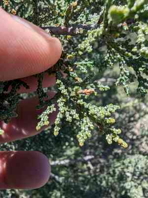 Shasta cypress(Cupressus macnabiana)