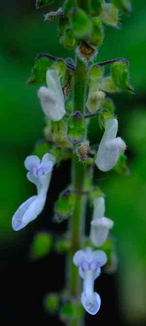 False Boldo, Plectranthus hadiensis(Coleus hadiensis)