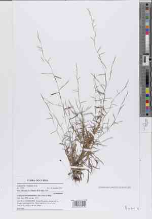 Serillo dulce(Schizachyrium brevifolium)