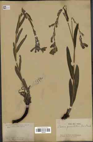 Redroot gromwell(Onosma paniculatum)