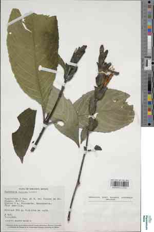 Shrubby whitevein(Sanchezia speciosa)