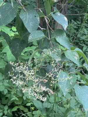Syringa reticulata subsp. amurensis(Syringa reticulata subsp. amurensis)