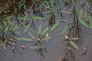 Aponogeton (Aponogeton)(Aponogeton)