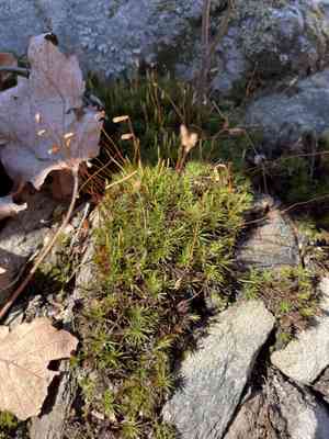 Ohio haircap moss(Polytrichastrum ohioense)