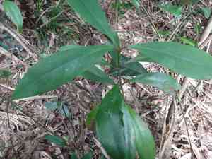 Garcinia(Garcinia multiflora)