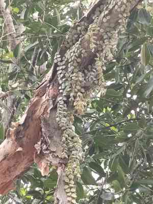 Dischidia (Dischidia)(Dischidia)