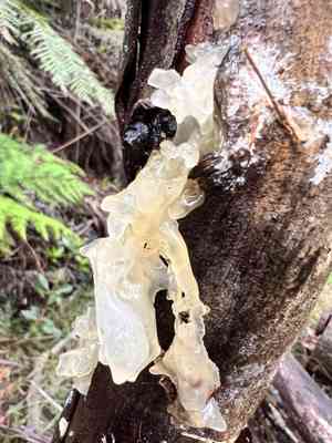 Snow fungus(Tremella fuciformis)