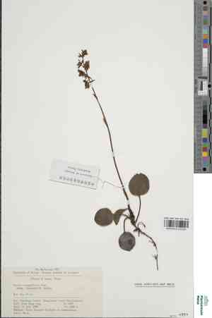 Pyrola Herb(Pyrola calliantha)