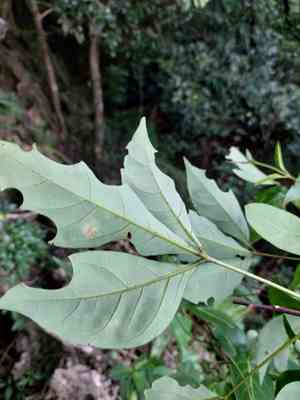 Crateva adansonii formosensis(Crateva formosensis)