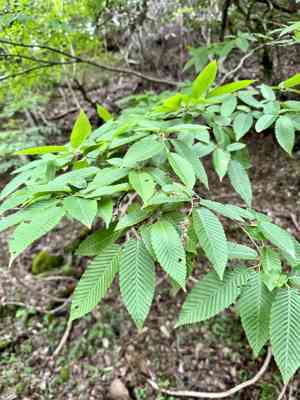 Japanese hornbeam(Carpinus japonica)