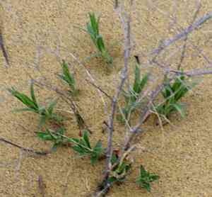 Baby's-breath (Gypsophila)(Gypsophila)