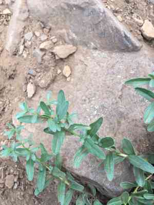 Olympic mountain aster(Eucephalus paucicapitatus)