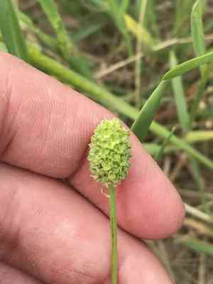 Prairie burnet(Poteridium annuum)
