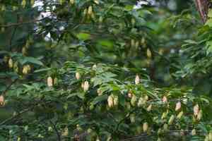Japanese hornbeam(Carpinus japonica)