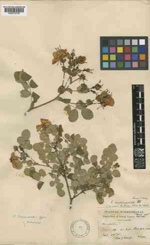 Rosa multibracteata(Rosa multibracteata)
