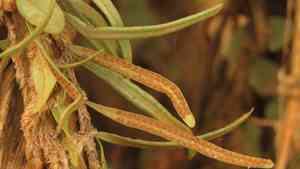 Snakeferns (Microgramma)(Microgramma)