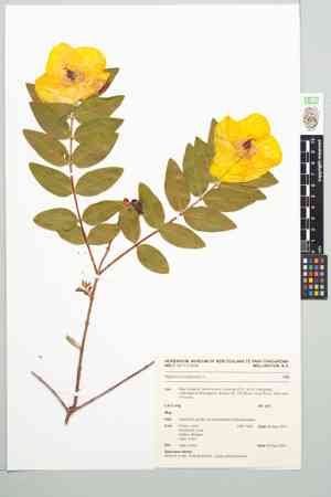 Goldencup St. John's wort(Hypericum patulum)