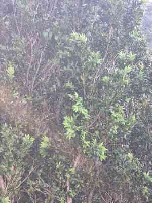 Boxes (Buxus)(Buxus)