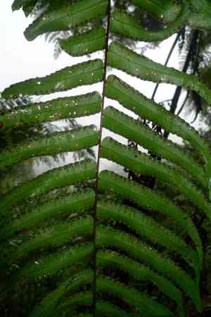 Kimberley queen fern(Nephrolepis obliterata)