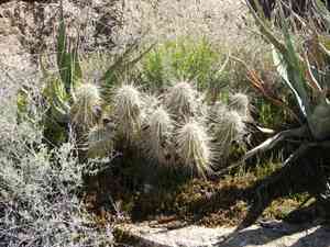 Pinkflower hedgehog cactus(Echinocereus bonkerae)